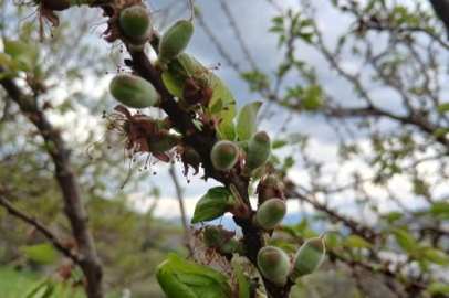Malatya'da Kayısı Çağala olmaya başladı