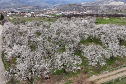 Hekimhan da Kayısı ağaçları çiçek açtı
