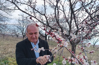 Çiçek: 'Kayısı da korkacak bir durum yok'
