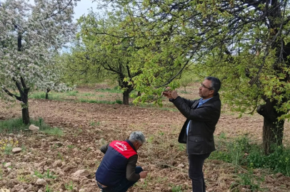 Dolu yağışı kayısı bahçelerinde hasara neden oldu