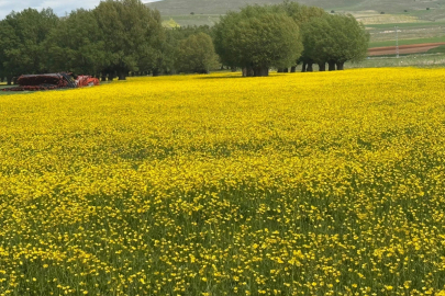 Darende'nin sarı çiçekleri açtı