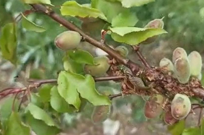 Malatya'da dolu kayısı ağaçlarına zarar verdi