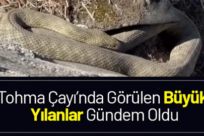 Darende Tohma da büyük yılanlar görüldü