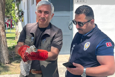 Yavru Baykuş koruma altına alındı