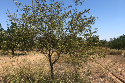 Malatya’da bir kırık bir boru yüzünden, 450 ağaç kurumaya terk edildi