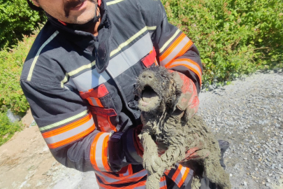 Beton içinde kalan köpek kurtarıldı