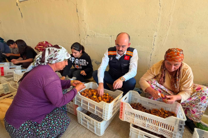 Doğanşehir Kaymakamı Kayısı Hasadına Katıldı
