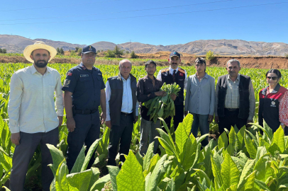 Doğanşehir’de Tütün Hasadı Heyecanı