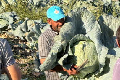 Darende Gökyar Lahanası satışa çıktı