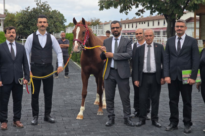 Sultansuyu Harasının 13 atı 51 milyona satıldı