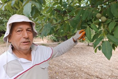 Darende’de Ceviz hasadı üreticiyi memnun etti