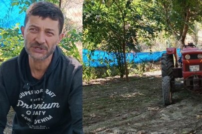 Darende’de Ceviz Hasat Zamanı