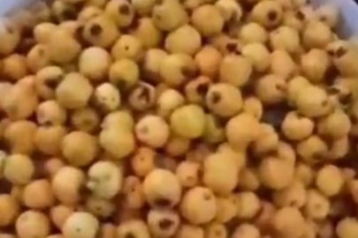 Darende’de alıçlar marmelata dönüştürülüyor