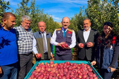 Doğanşehir de 16 bin elma rekoltesi bekleniyor